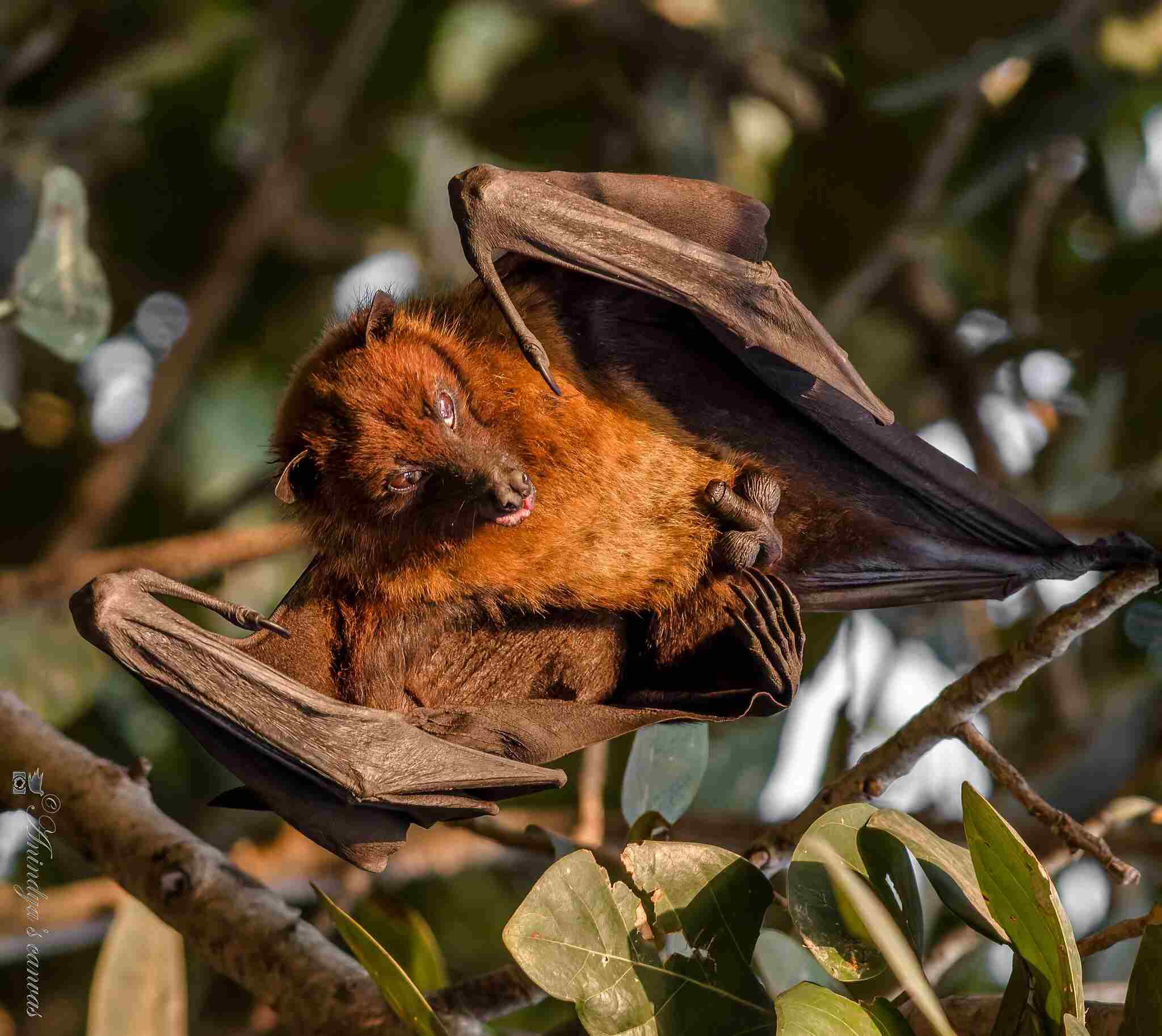 Indian flying fox Bat